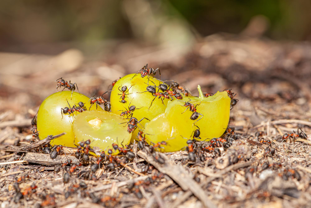 ocet spirytusowy na owady